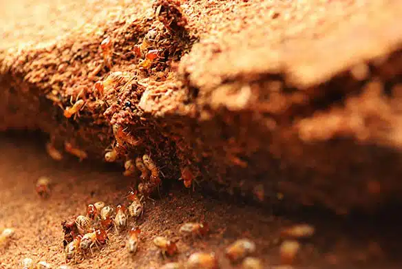 Traitement charpente — BS Couvreur près de Therdonne